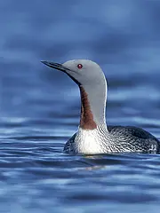 Bild - 11_09-sterntaucher.tif
