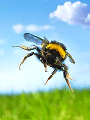 Bild - Mai-26-Bienen.tif