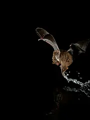 Bild - 02_11-o-marko-koenig-wasserfledermaus.tif