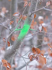 Bild - koenigsstuhl-Baufeldfreimachung.jpg
