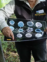 Bild - Eine Person zeigt ein Plakat mit verschiedenen mikroskopischen Algenarten und weist auf die Art "Braarudosphaera" hin, die durch einen roten Kreis hervorgehoben ist. Im Hintergrund sind Bäume und Gras zu sehen.