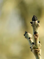 Bild - 12_17-l-eschenknospe.tif