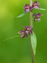 Bild - 06-06-Stendelwurz.tif