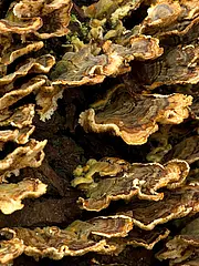 Bild - 01_31-okapia-Buckeltramete.tif