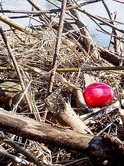 Bild - 180327-pm-ostern-mit-ostereier-suche-am-koenigsstuhl.jpg