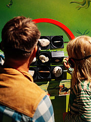 Ein Erwachsener und ein Kind betrachten gemeinsam Ausstellungsstücke in einem Museum. Sie stehen vor einer Wand mit verschiedenen Muscheln, die in Schwarz gehaltenen Boxen präsentiert sind. Die Umgebung zeigt eine grüne, organisch gestaltete Wand.