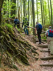 Bild - wandergruppe-im-nationalpark-jasmund.jpg