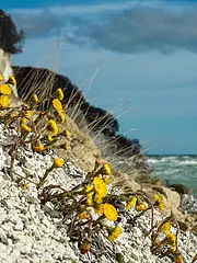 Bild - Strand_mit_Fruehbluehern.jpg