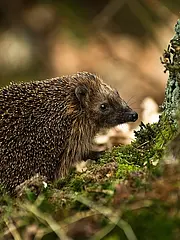 Bild - 02_21-wikimedia-hrald-Igel.tif