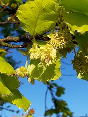 Bild - Mai-28-Buchenpollen.tif