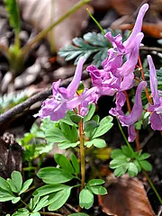 Bild - 04_20-hohler-lerchensporn.tif