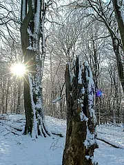 Bild - Buchenwald_mit_Schnee_und_Wintersonne.jpg