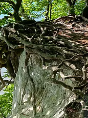 Bild - Eine große Baumwurzel verläuft über eine steile, helle Felskante und breitet sich in der darunterliegenden Erde aus. Der Baum steht umgeben von grünen Blättern und vereinzelten Sträuchern, während das Wasser im Hintergrund sichtbar ist.