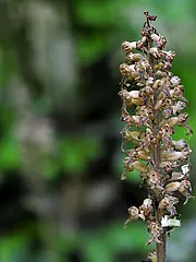 Bild - Mai-09-Vogelnestwurz.tif