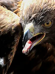 Bild - 02_15-pixelio-kurt-bouda-seeadler.tif