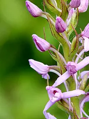 Bild - 06-07-Orchidee-Muecken-Haendelwurz.tif