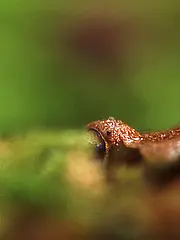 Bild - Mai-30-Springfrosch.tif