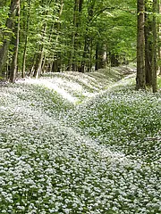 Bild - 04_26-waldmeister.tif