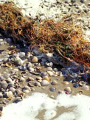 Bild - 170516-pm-strandgut.tif
