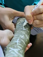 Bild - Eine Hand hält einen Stift und zeichnet mit weißer Farbe auf einen Baumstamm. Eine zweite Hand stützt den Stamm. Im Hintergrund sind unscharfe Elemente zu erkennen. Die Szene zeigt die Aktivität des Markierens oder Beschriftens des Stammes.