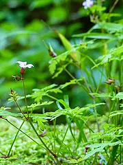 Bild - flora-nationalpark-jasmund-zahnwurz.tif