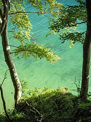 Bild - welterbe-buchenwaelder-hangwald-2.tif