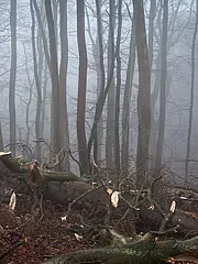 Bild - Buchenwald_mit_Totholz_im_Nebel.jpg