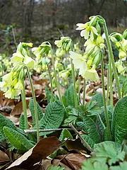 Bild - 04_13-waldschluesselblume.tif