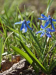 Bild - 0311-maerz-blaustern-bluete.tif