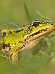 Bild - 0309-maerz-frosch.tif