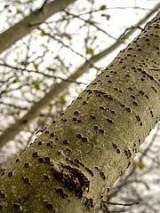 Bild - 12_22-l-zitterpappel.tif