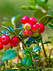 Bild - Mai-19-Moosbeere.tif