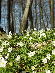 Bild - 0314-maerz-anemonen-bluete.tif