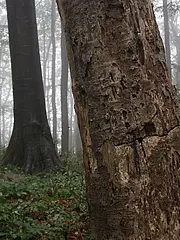 Bild - Totholz_im_Buchenwald.jpg
