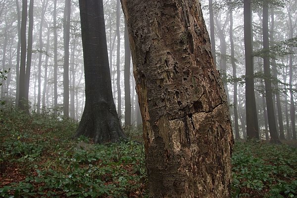 Totholz im Buchenwald