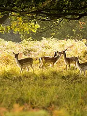 Bild - 11_07-damwild.tif