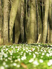 Bild - Anemonenblueten_im_Buchenwald.jpg
