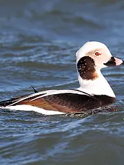Bild - 11_18-Eisente.tif