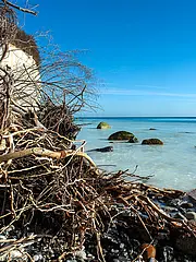 Bild - 0320-maerz-freigespu__lte-wurzel-am-strand.tif