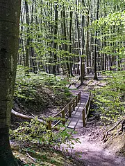 Bild - Ein schmaler Waldweg führt über eine kleine Holzbrücke. Umgeben von hohen Bäumen mit frischem, grünem Laub und sanften Lichtverhältnissen, strahlt die Szenerie eine friedliche und einladende Atmosphäre aus. Der Boden ist leicht bewaldet, mit vereinzelten Ästen und Blättern.