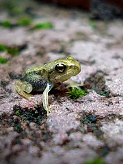 Bild - 07-17-kleiner-frosch.tif