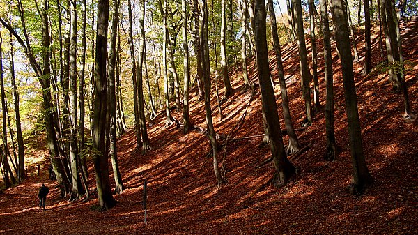 Ein bewaldeter Hang im Herbst, bedeckt mit buntem Laub. Hohe, schlanke Bäume stehen in der Nähe, während sich der Boden in warmen Erdtönen zeigt. Ein Spaziergänger ist im Hintergrund zu erkennen, was die ruhige, natürliche Atmosphäre des Waldes unterstreicht.