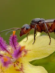 Bild - 06-14-die-ameisenkoeniginnen-schwaermen.tif