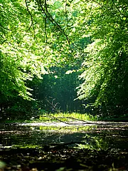 Bild - 07-16-wald-lichtung.tif