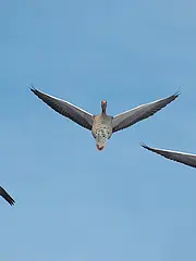 Bild - 10_23.tif