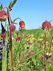 Bild - Mai-08-Bachnelkenwurz.tif