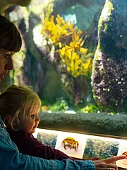 Bild - Eine Mutter sitzt mit ihrer Tochter vor einem Aquarium. Die Tochter zeigt auf ein Schild mit einem Bild von einem Fisch. Beide sind aufmerksam und betrachten die bunten Unterwasserpflanzen und Fische im Aquarium.