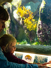 Eine Mutter sitzt mit ihrer Tochter vor einem Aquarium. Die Tochter zeigt auf ein Schild mit einem Bild von einem Fisch. Beide sind aufmerksam und betrachten die bunten Unterwasserpflanzen und Fische im Aquarium.