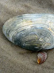 Bild - 01_23-wikip-Sandklaffmuschel.tif