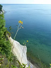 Bild - sommerbluete-an-den-wissower-klinken.tif